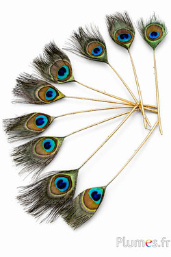 Pfau blau Miniatur Goldkiel - 15-25 cm - natur